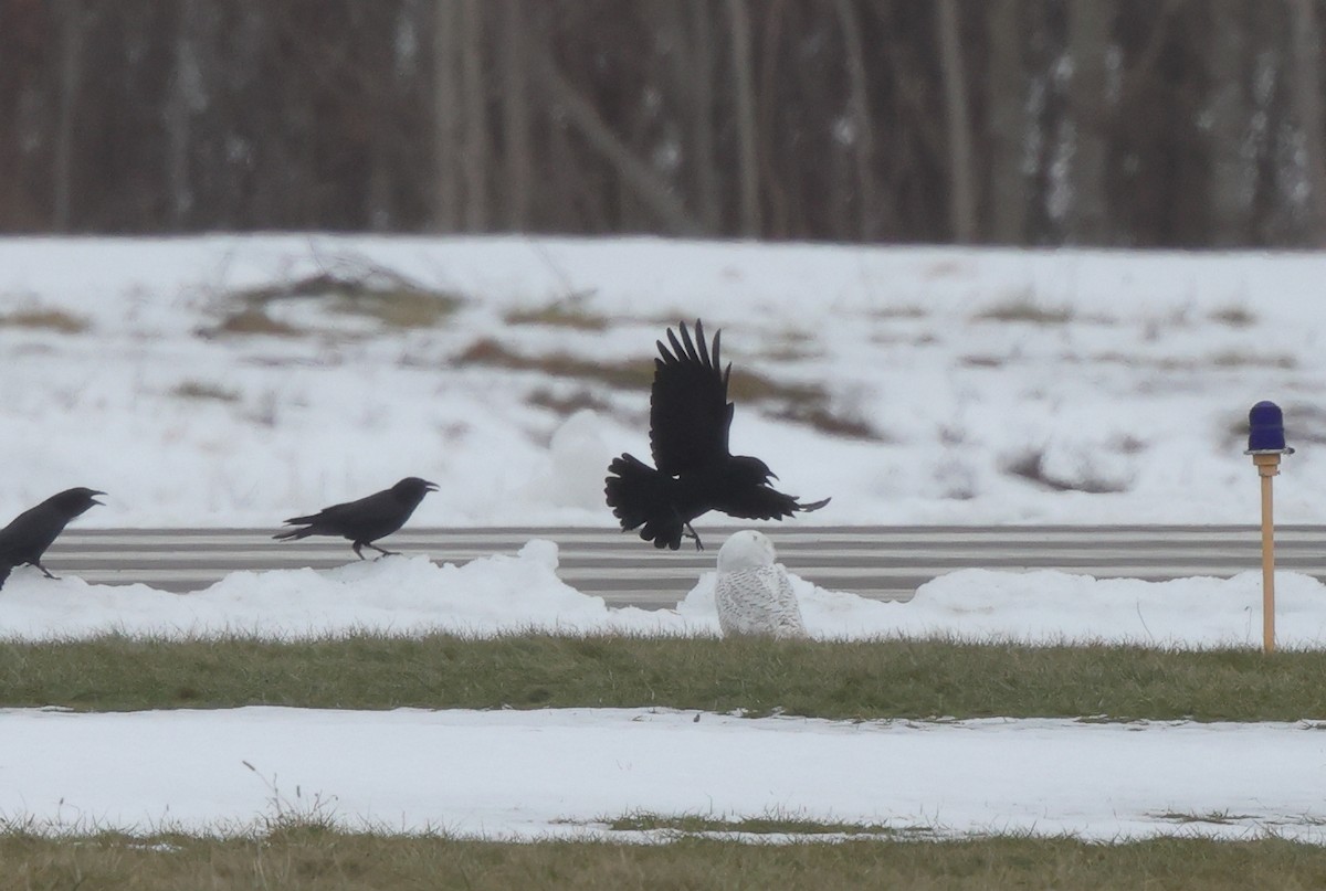 Snowy Owl - ML649234544