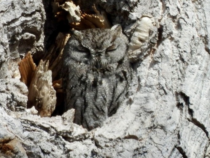 Westkreischeule - ML649234589