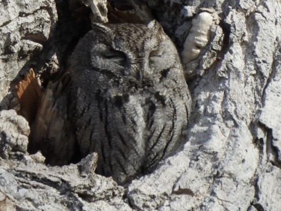 Westkreischeule - ML649234590