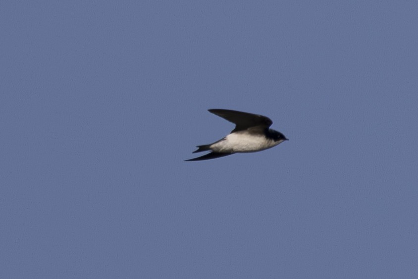 Tree Swallow - ML649234605