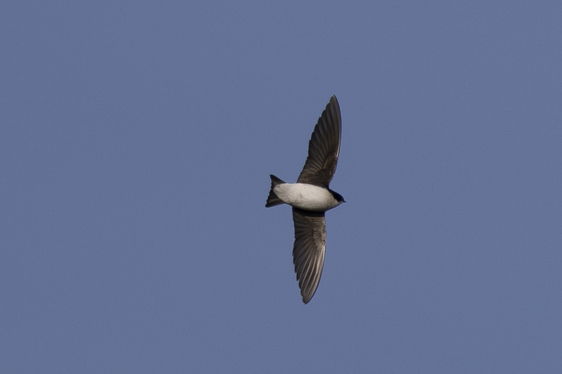 Tree Swallow - ML649234606