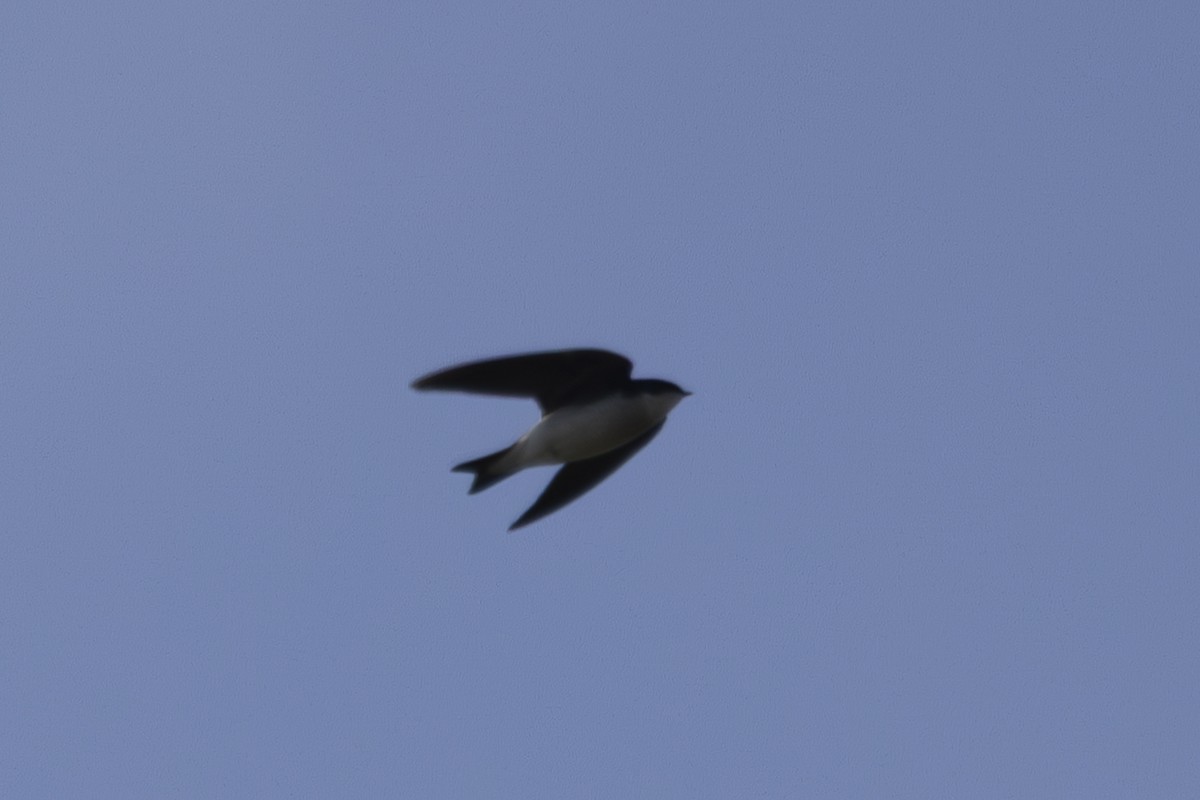 Tree Swallow - ML649234607