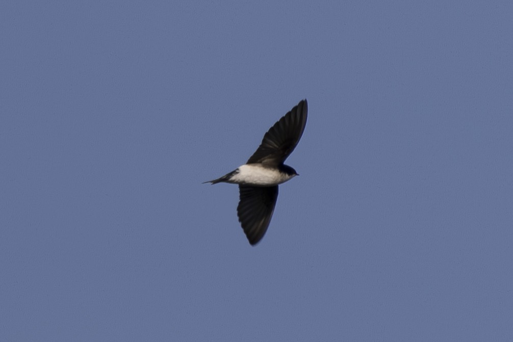Tree Swallow - ML649234608