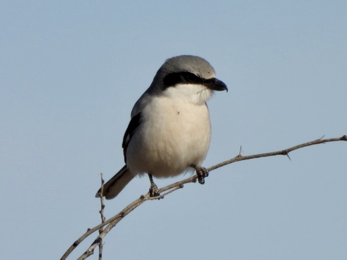 Louisianawürger - ML649234630