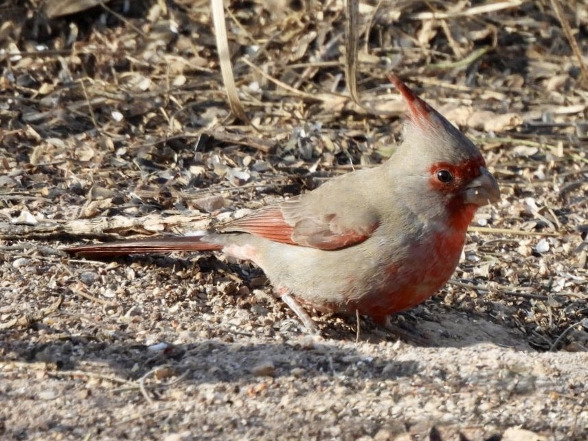 Schmalschnabelkardinal - ML649234654