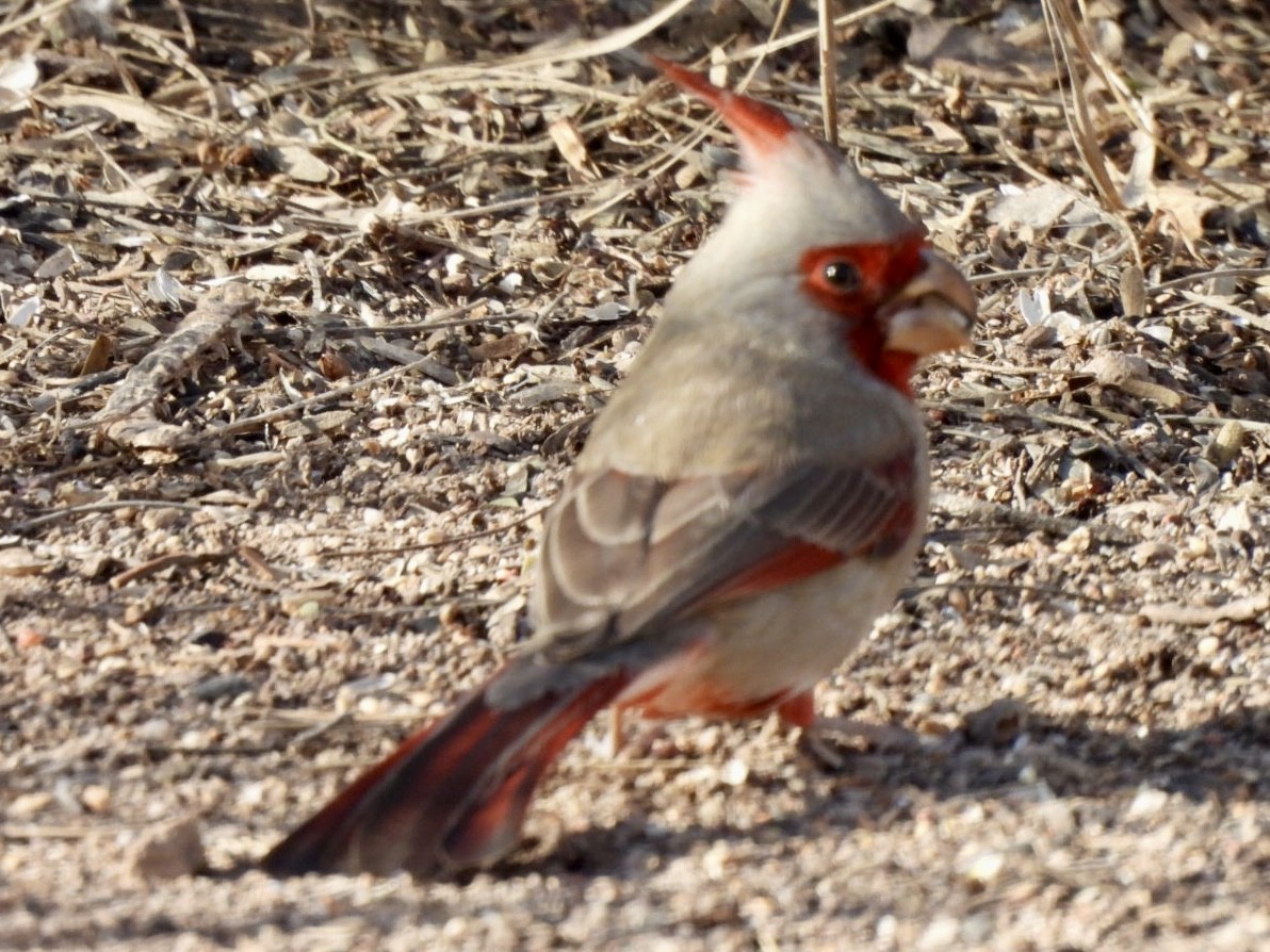 Schmalschnabelkardinal - ML649234656