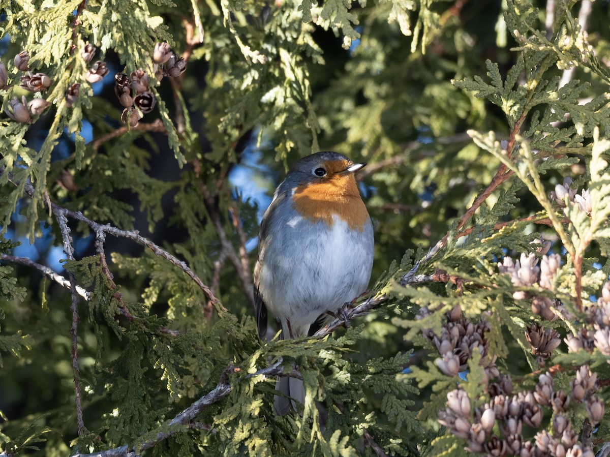 Txantxangorria - ML649234667