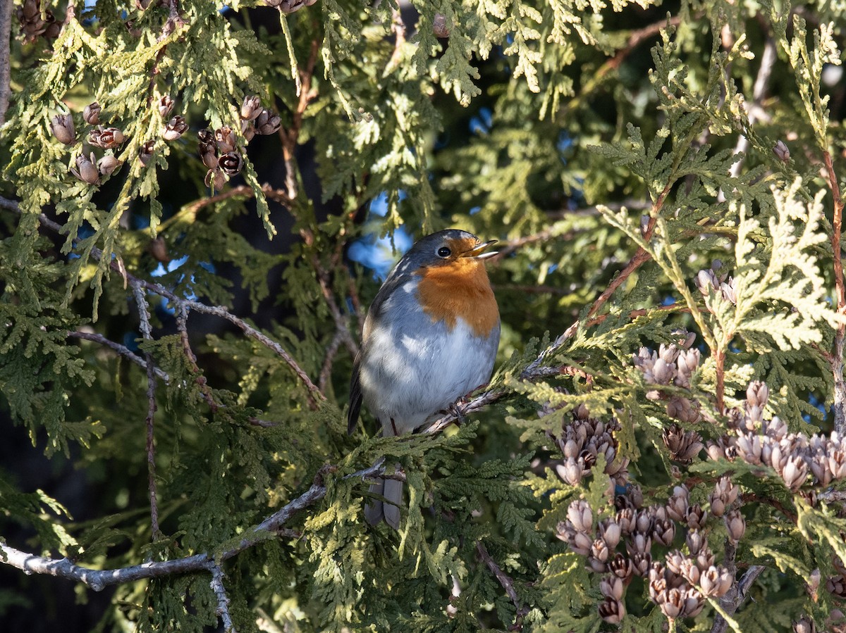 Txantxangorria - ML649234693