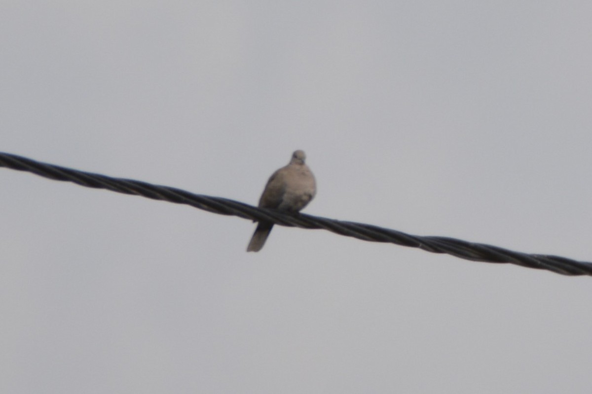 תור צווארון - ML649234767