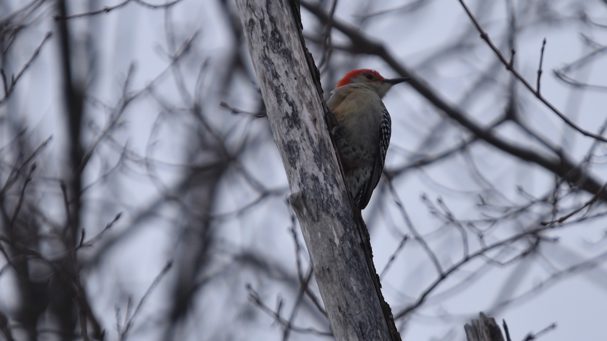 Red-bellied Woodpecker - ML649234785