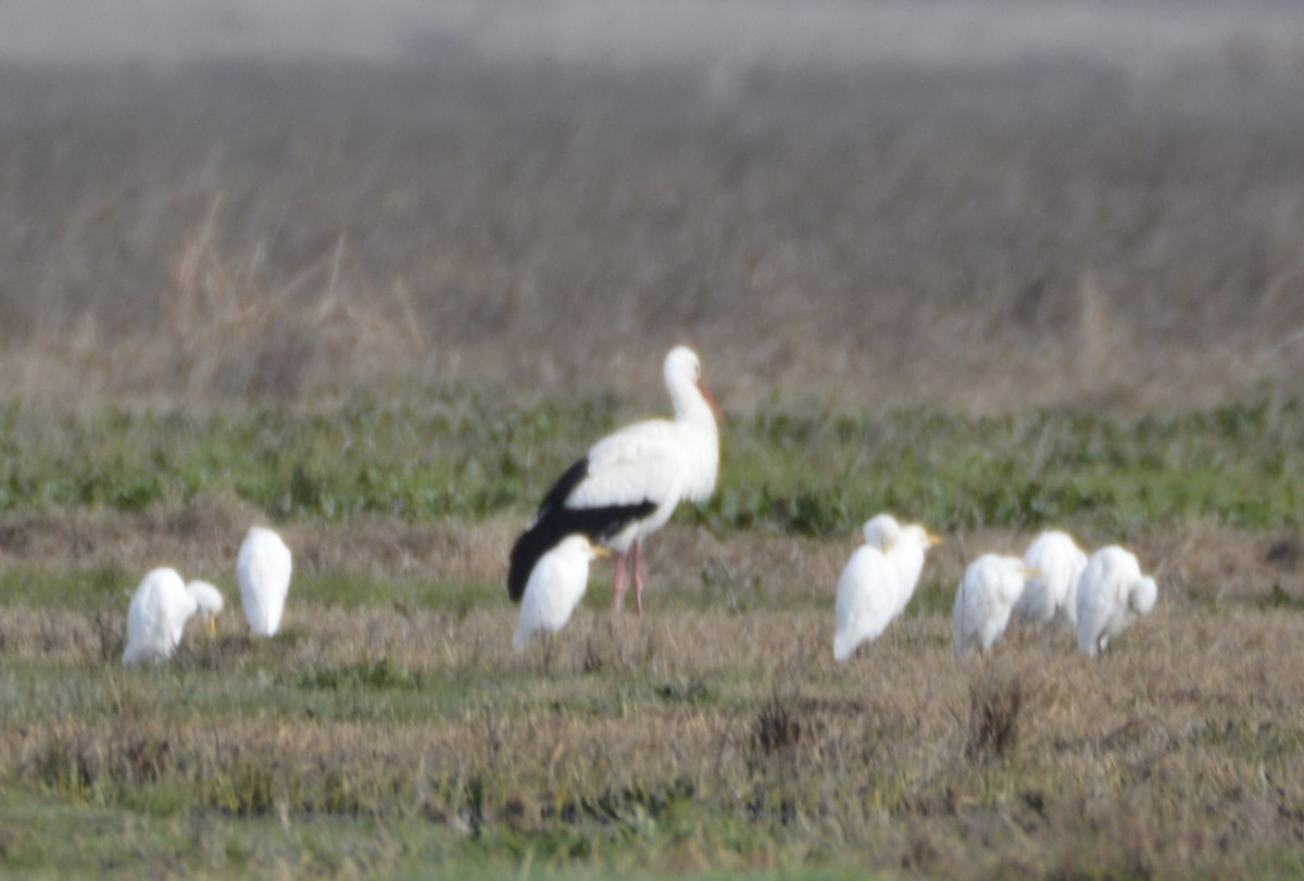 חסידה לבנה - ML649234788
