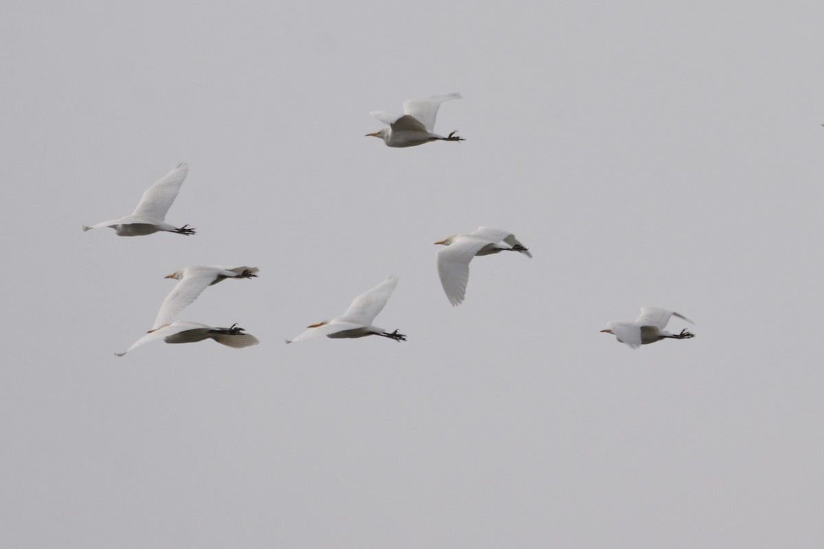 אנפית בקר מערבית - ML649234810