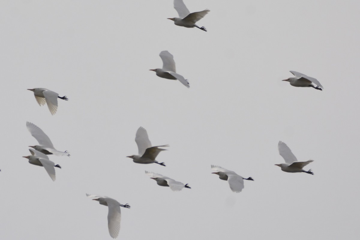 אנפית בקר מערבית - ML649234811