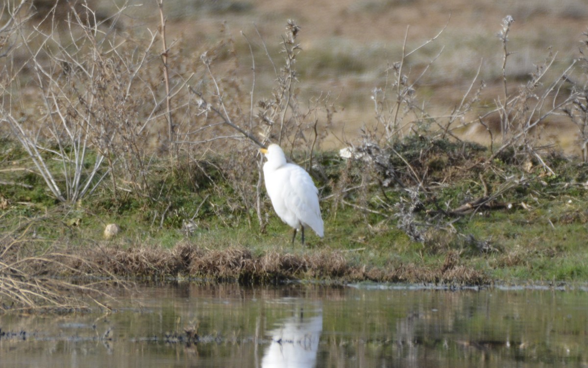אנפית בקר מערבית - ML649234812