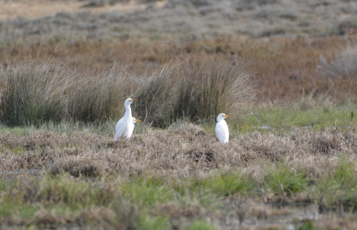 אנפית בקר מערבית - ML649234813