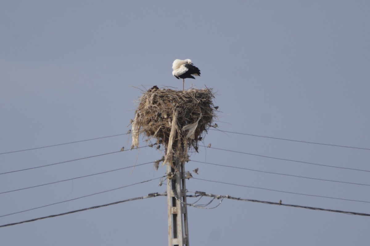 חסידה לבנה - ML649234860