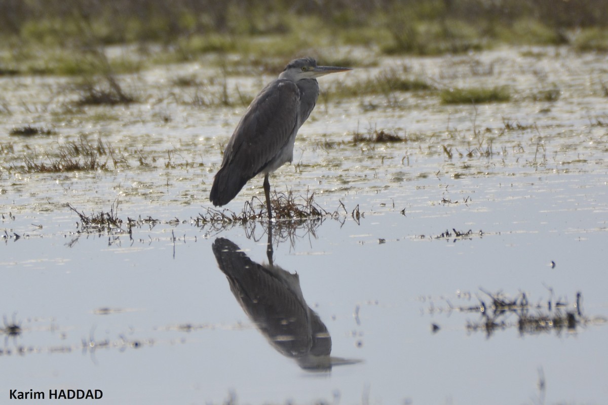 אנפה אפורה - ML649234880
