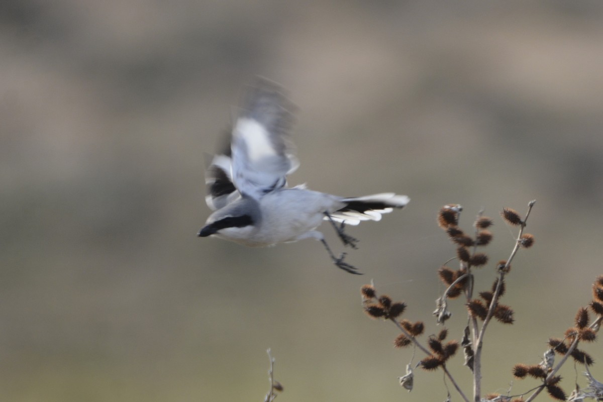 חנקן גדול - ML649234941