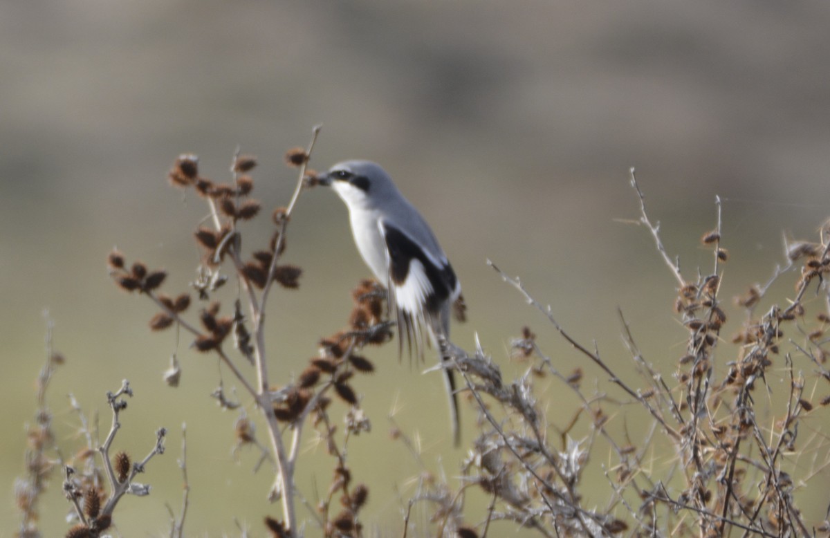 חנקן גדול - ML649234942