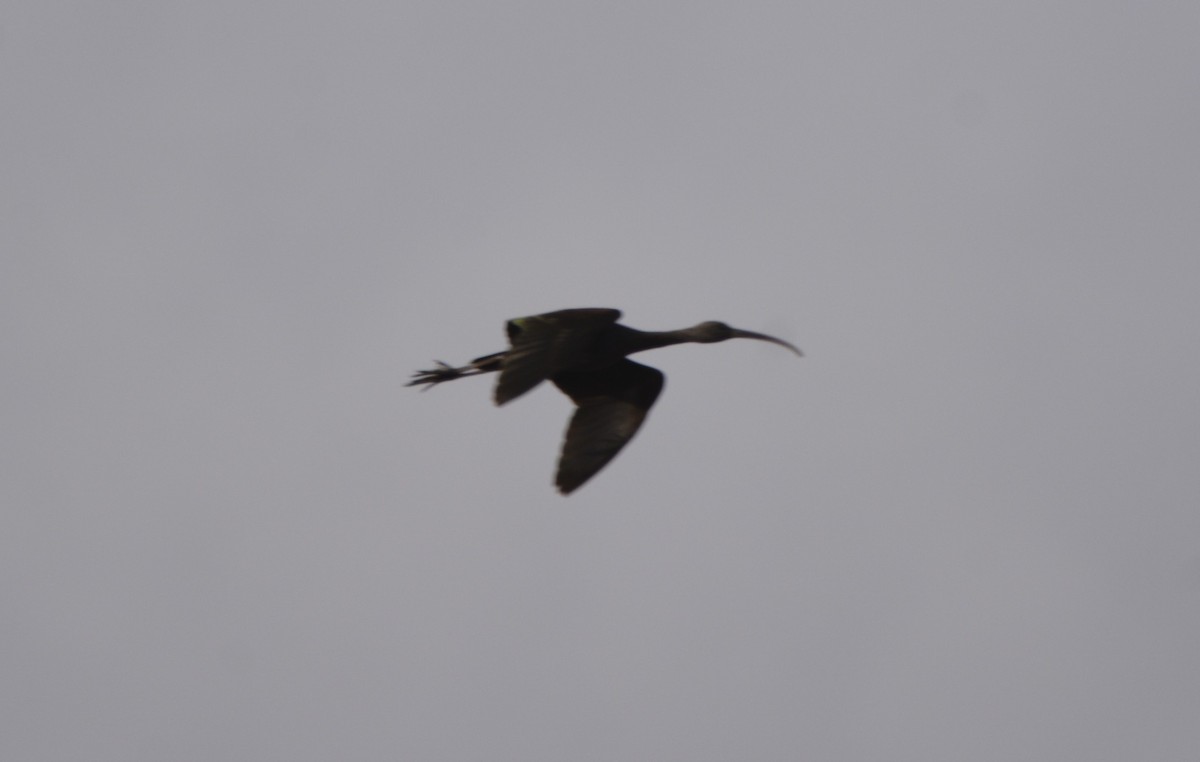 מגלן חום - ML649234957