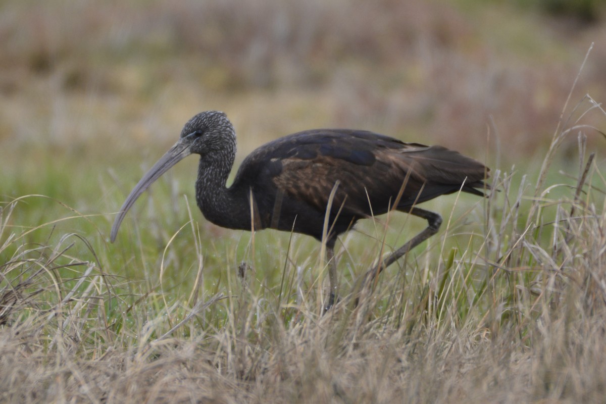 מגלן חום - ML649234981