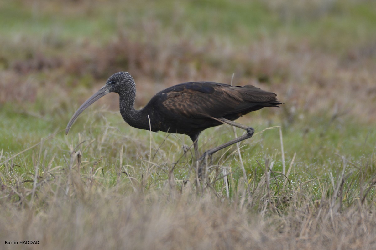 מגלן חום - ML649234982