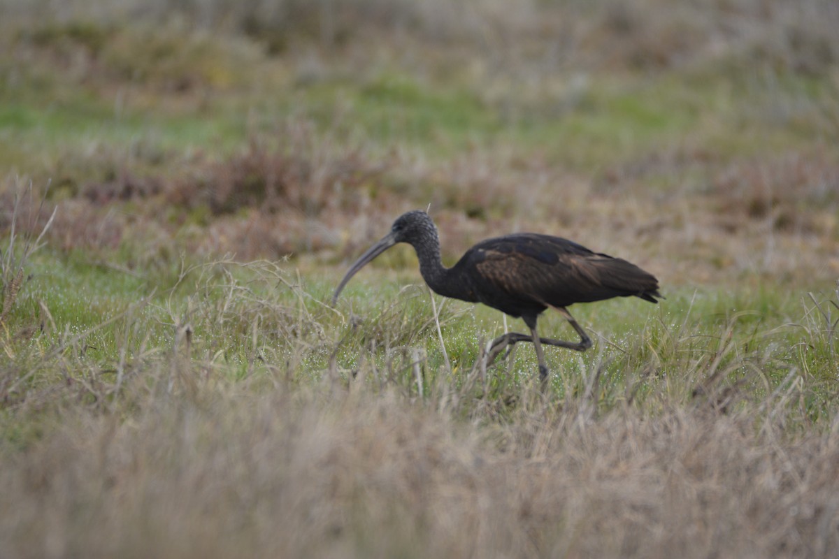 מגלן חום - ML649234983