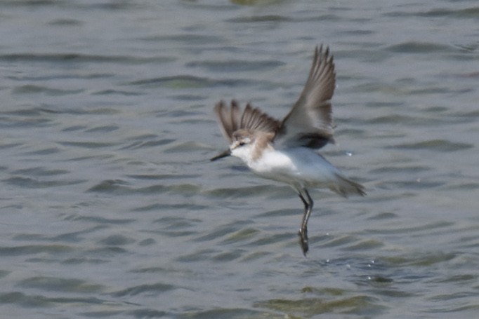 Semipalmated Sandpiper - Ruslan Balagansky
