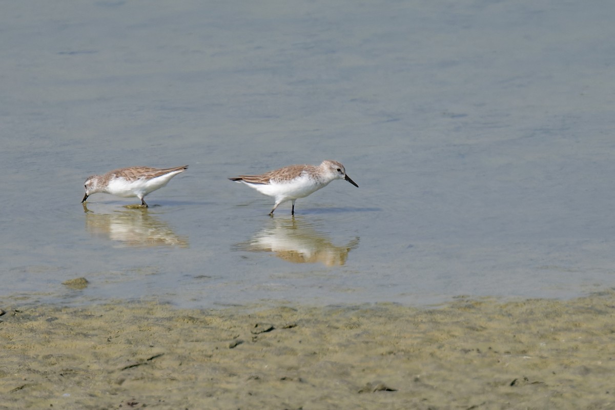 Semipalmated Sandpiper - ML649234987