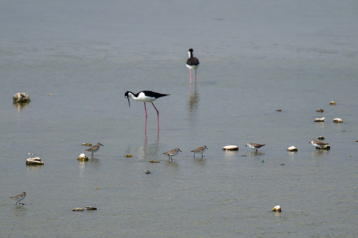 Semipalmated Sandpiper - ML649234988