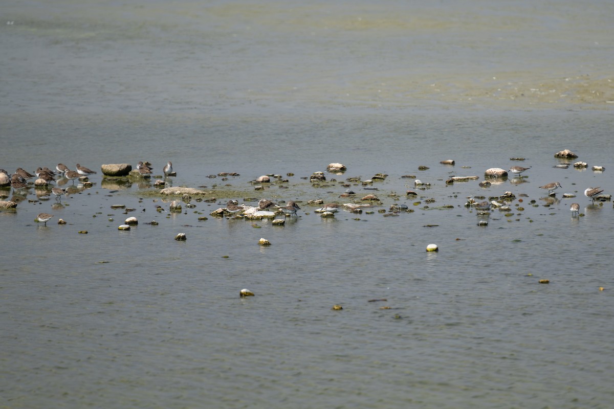 Semipalmated Sandpiper - ML649234990