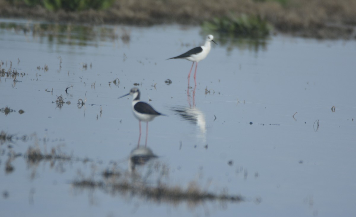 תמירון - ML649234999