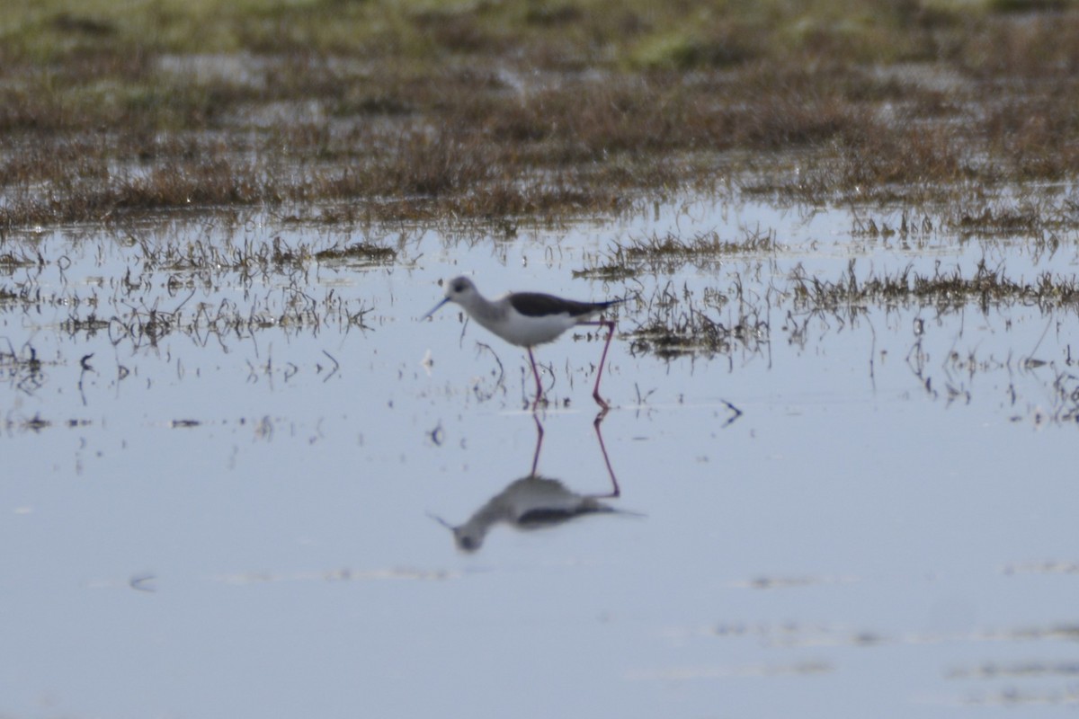 תמירון - ML649235010