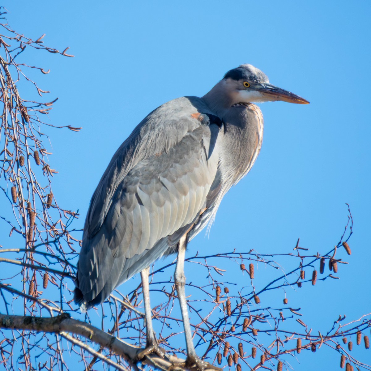 Great Blue Heron - ML649235081