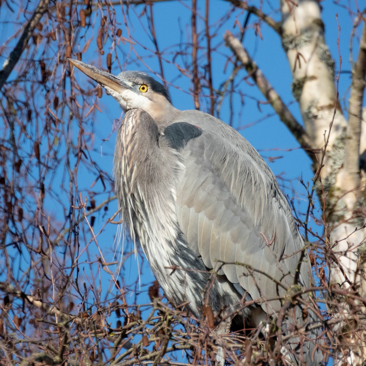 Great Blue Heron - ML649235082