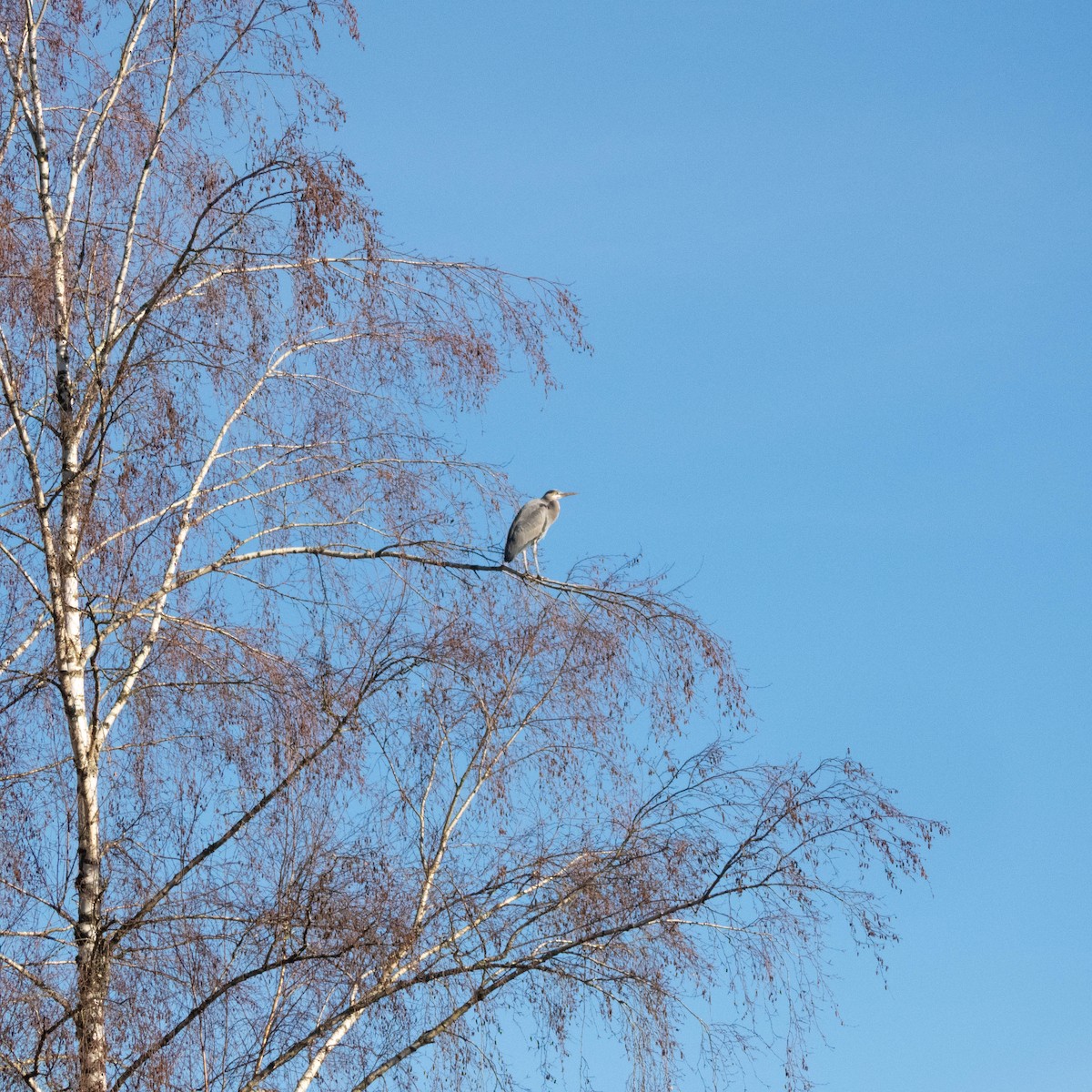 Great Blue Heron - ML649235083