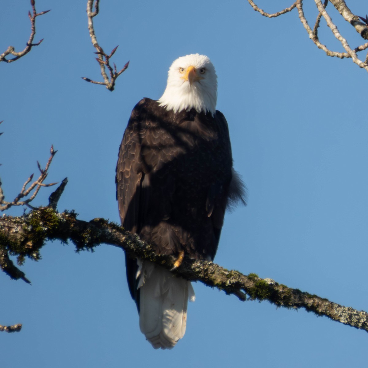 Bald Eagle - ML649235085