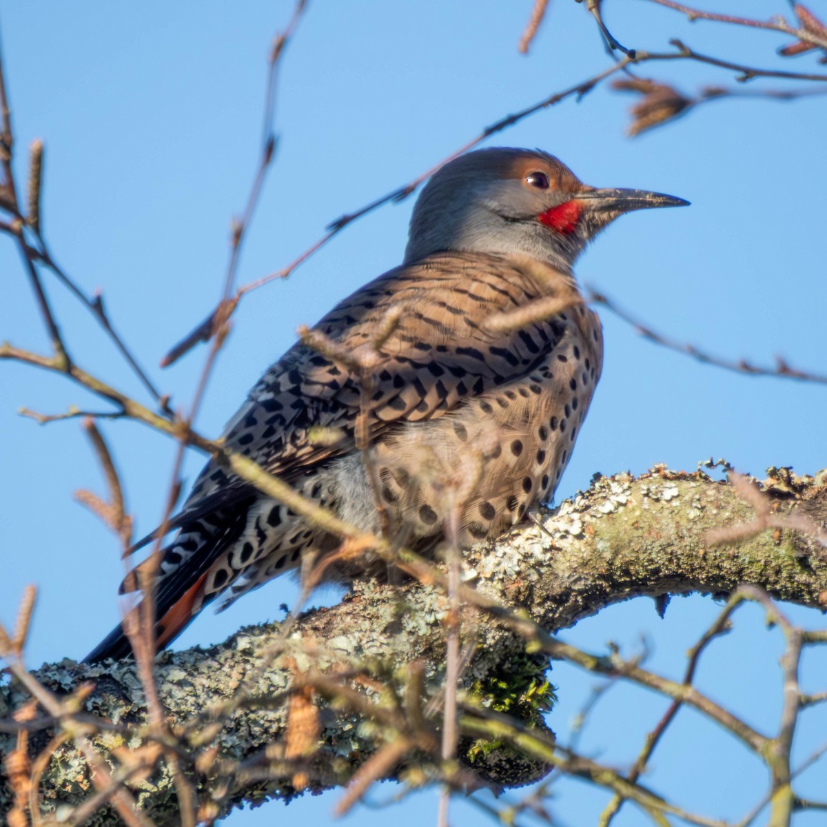 Northern Flicker - ML649235087
