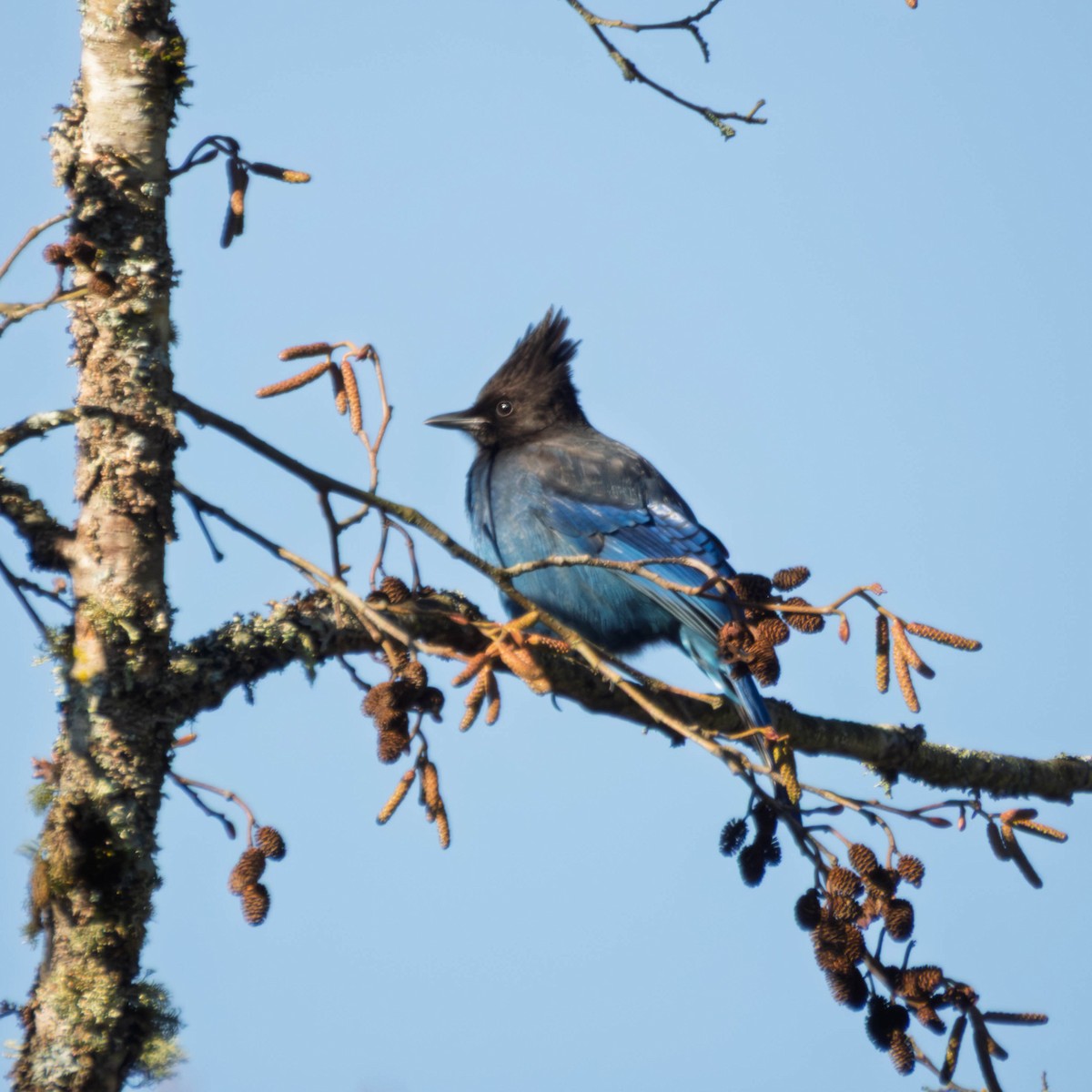 Steller's Jay - ML649235097