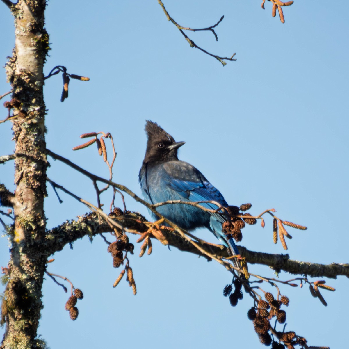 Steller's Jay - ML649235098