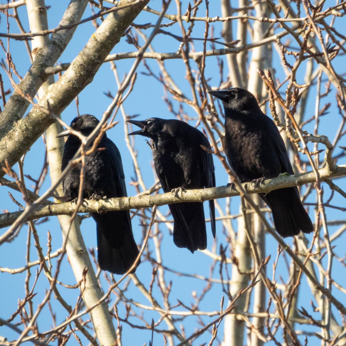 American Crow - ML649235103
