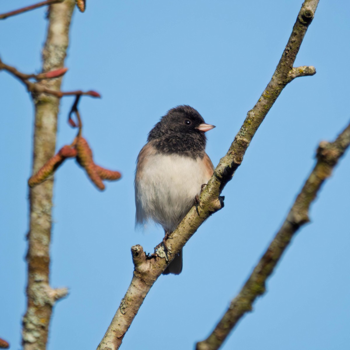 Dark-eyed Junco - ML649235105