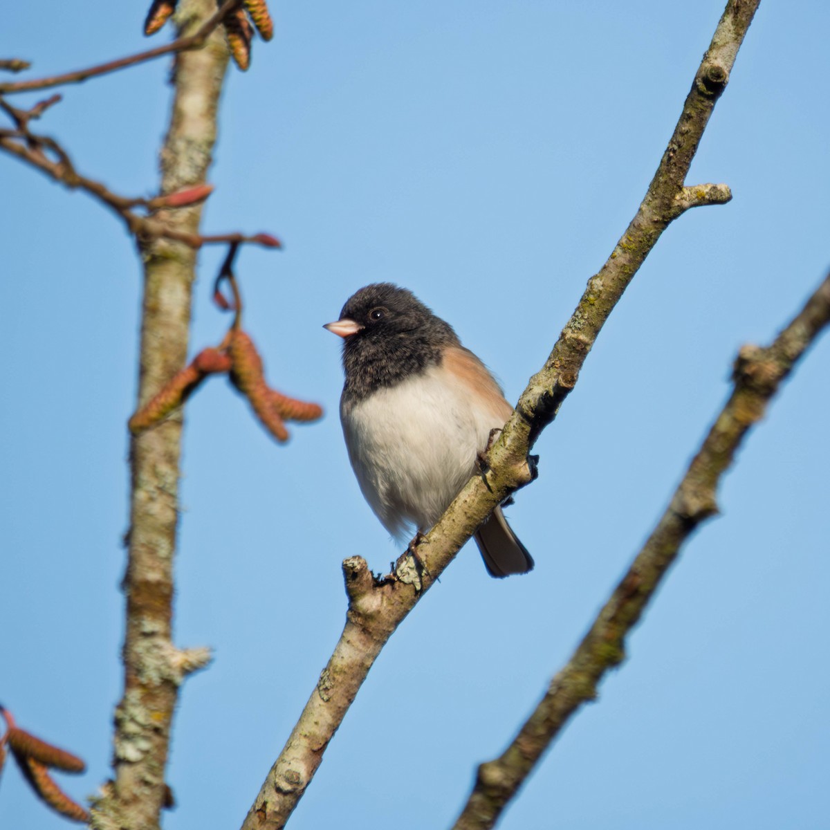 Dark-eyed Junco - ML649235106
