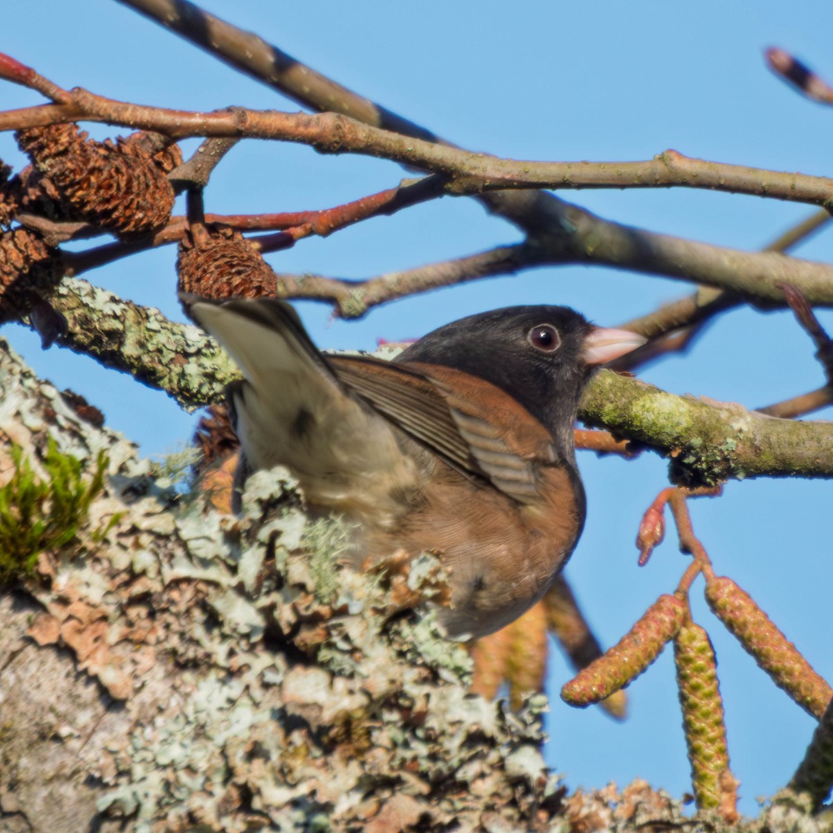 Dark-eyed Junco - ML649235107
