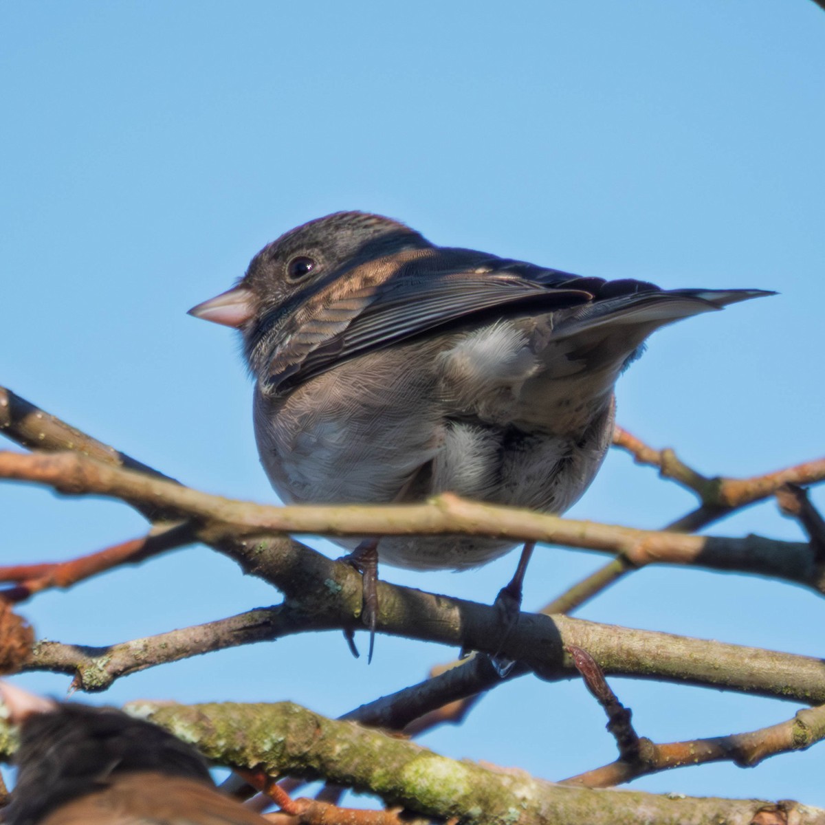 Dark-eyed Junco - ML649235108