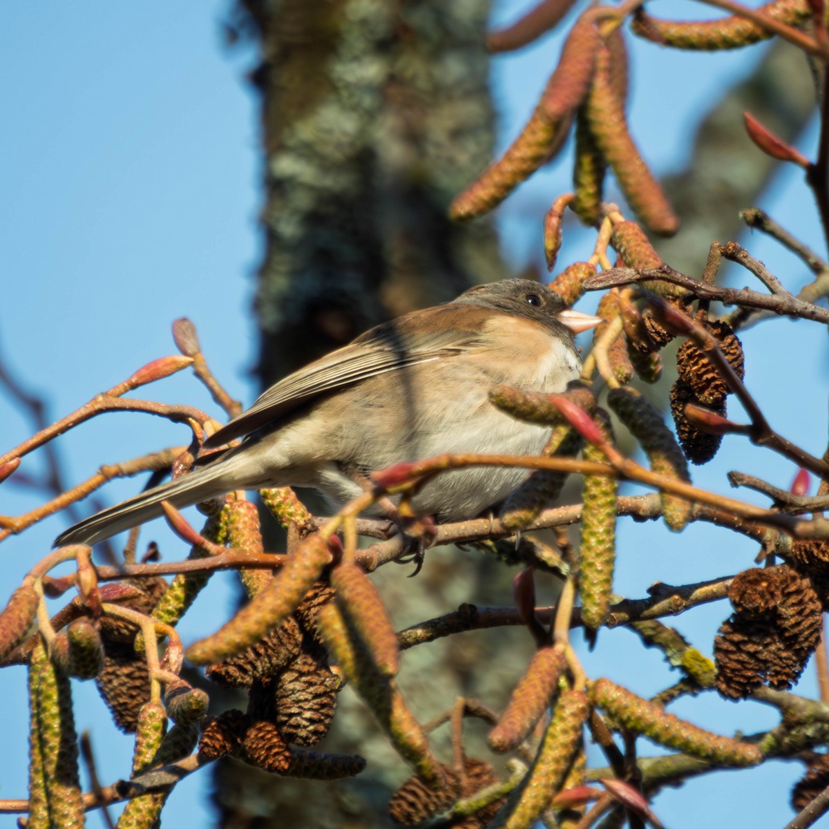 Dark-eyed Junco - ML649235109