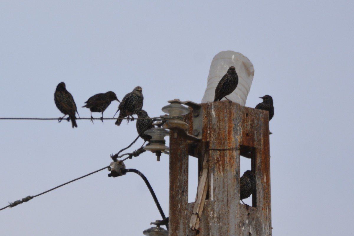 זרזיר מצוי - ML649235123