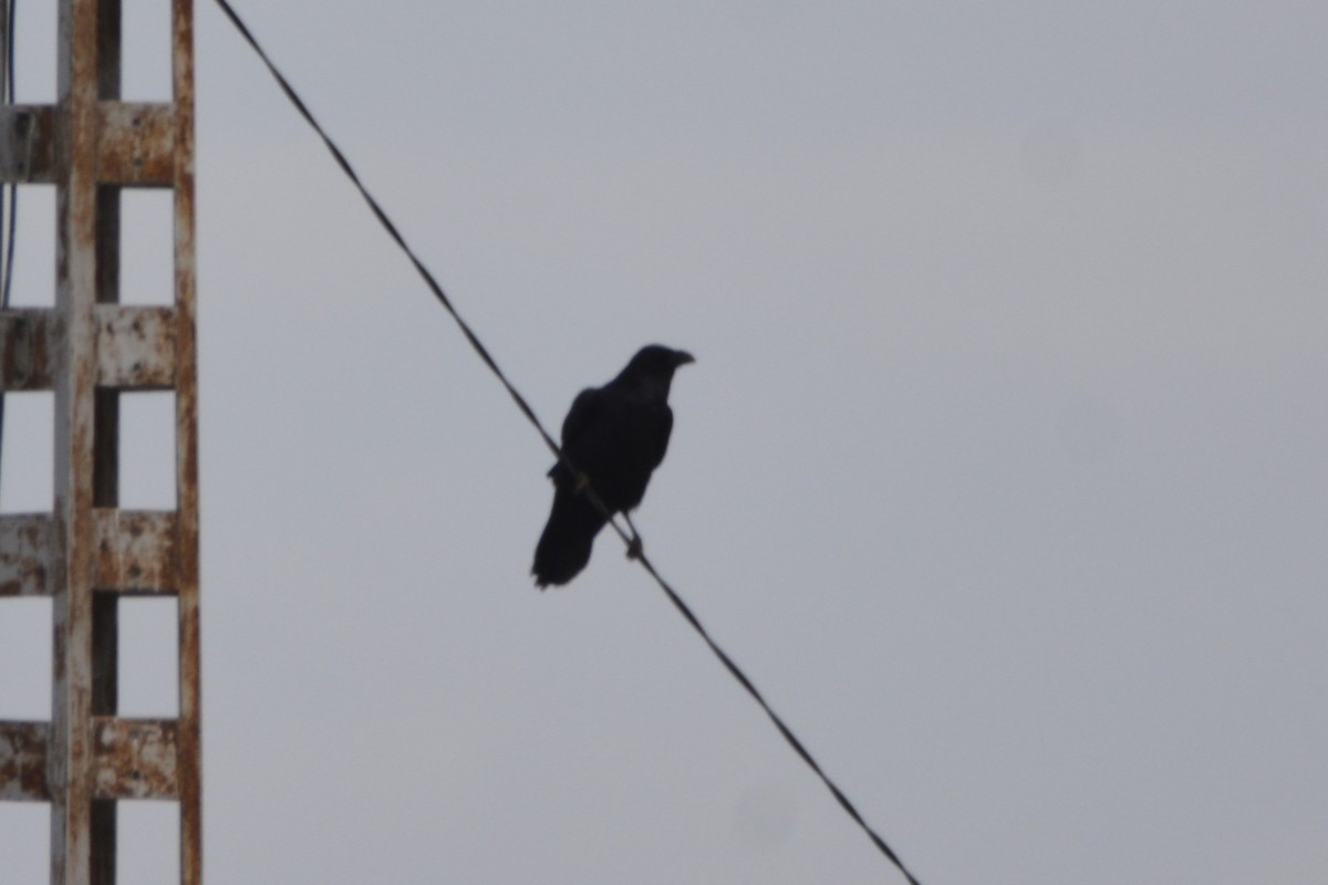 עורב שחור - ML649235174