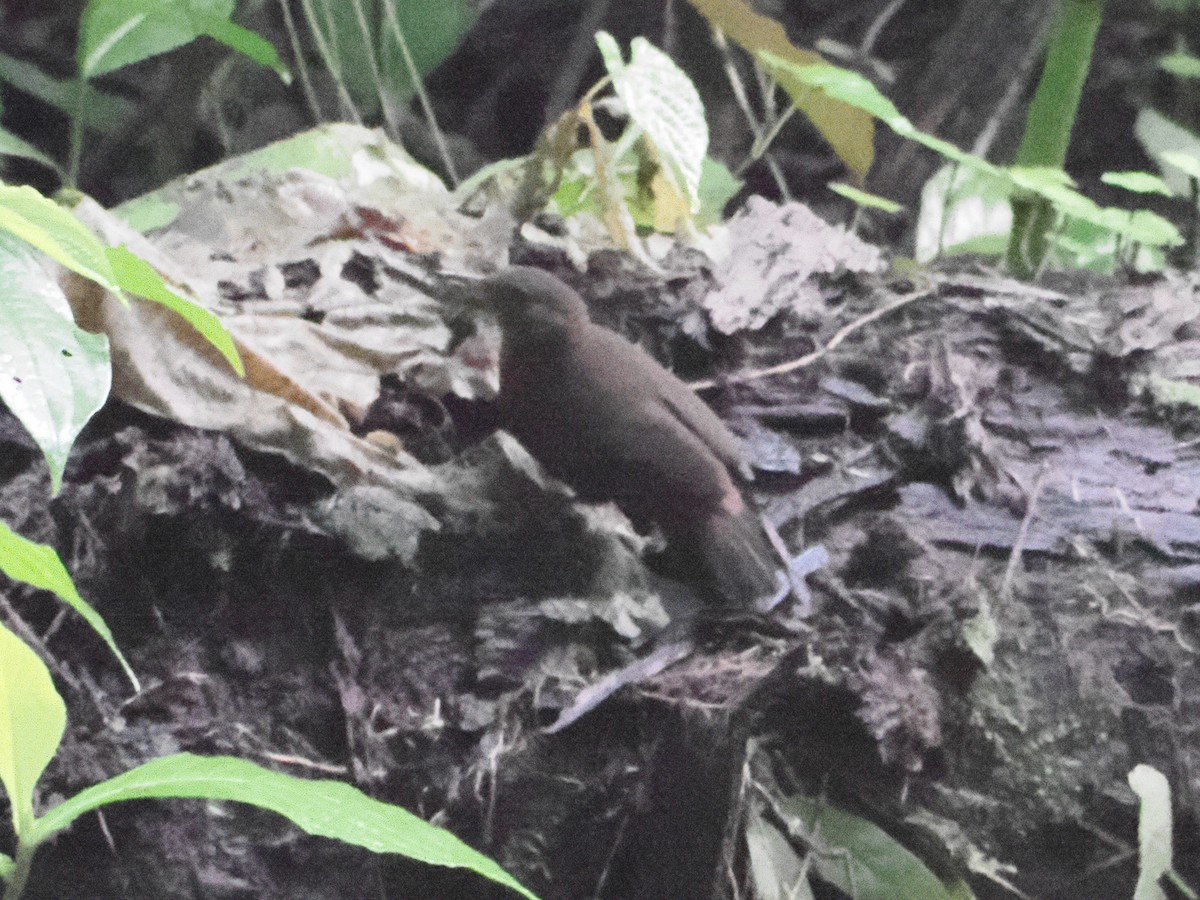 Sclérure à gorge rousse - ML649235180