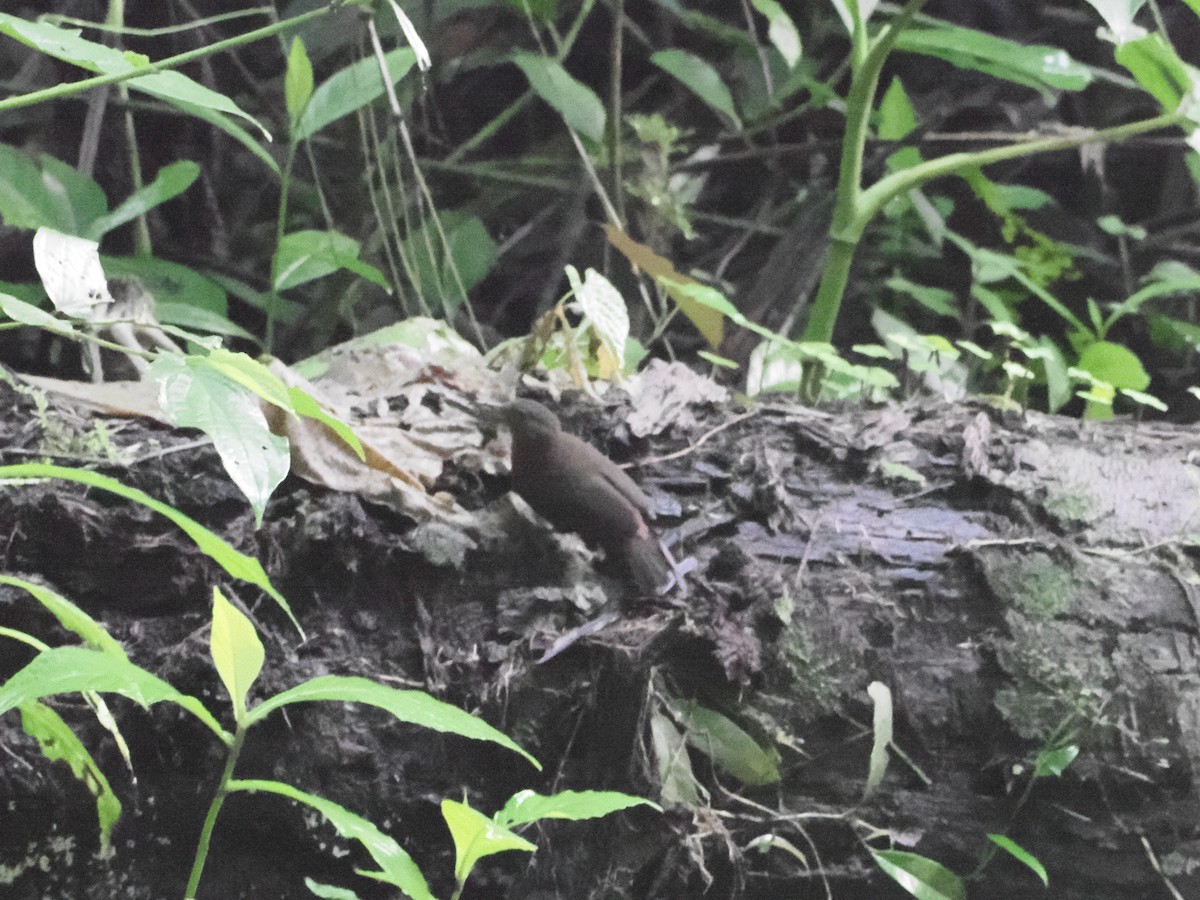 Sclérure à gorge rousse - ML649235181